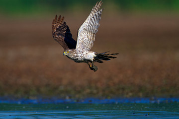 Northern goshawk taking off from the mud, Crna Mlaka fishpond