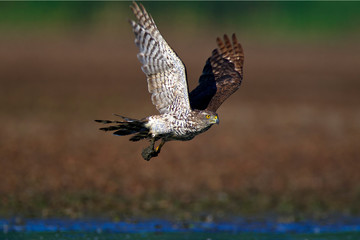 Northern goshawk taking off from the mud, Crna Mlaka fishpond
