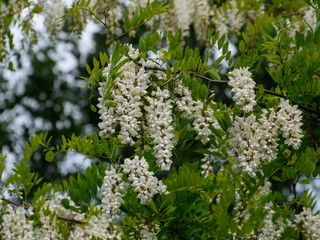 Flowering acacia white grapes