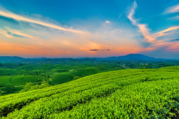 Overview of Long Coc green tea hill, Phu Tho, Vietnam.