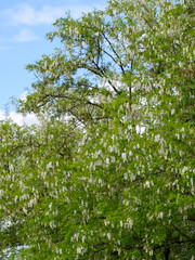 Flowering acacia white grapes