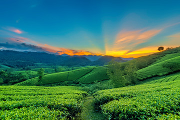 Fototapeta premium Overview of Long Coc green tea hill, Phu Tho, Vietnam.