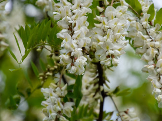 Fototapeta premium Flowering acacia white grapes