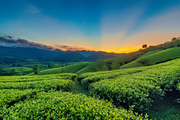 Fototapeta na wymiar Overview of Long Coc green tea hill, Phu Tho, Vietnam.