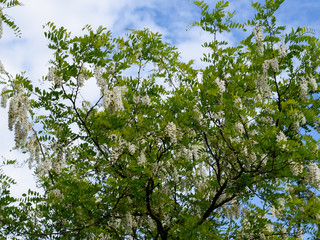 Flowering acacia white grapes
