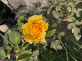 yellow rose in garden