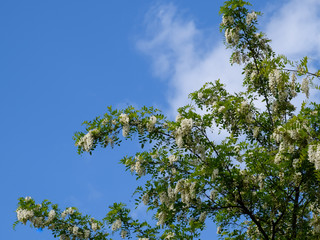 Flowering acacia white grapes