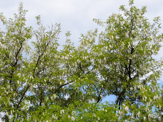 Flowering acacia white grapes