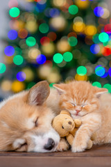 Fototapeta na wymiar Sleepy pembroke welsh corgi puppy lies with kitten that hugs a toy bear on festive Christmas background