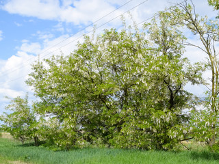 Flowering acacia white grapes