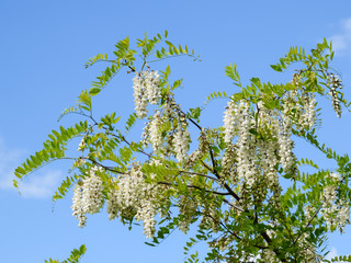 Flowering acacia white grapes