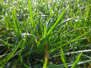 green grass with water drops