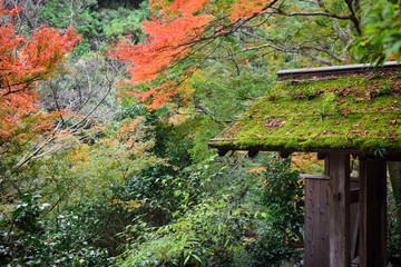 Entrance of Daihikaku Senkoji temple in beautiful autumn leaves at Arashiyama in Kyoto, japan .Senkoji is a Zen temple on an Arashiyama mountainside