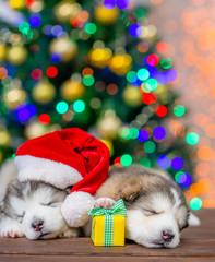 Fototapeta na wymiar Alaskan malamute puppies wearing a red santa hats sleep gift boxes with Christmas tree on background. Empty space for text