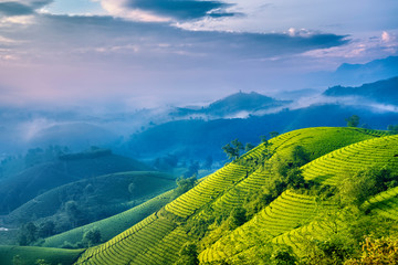 Overview of Long Coc green tea hill, Phu Tho, Vietnam.