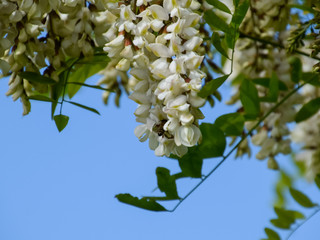 Flowering acacia white grapes