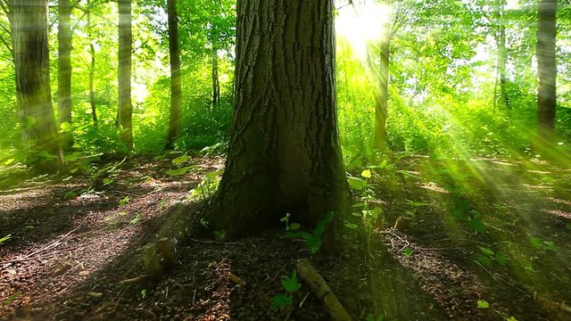 morning in the forest