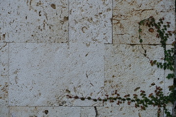 テクスチャ―　植物がからまった古い石壁　texture of old stone wall with plants