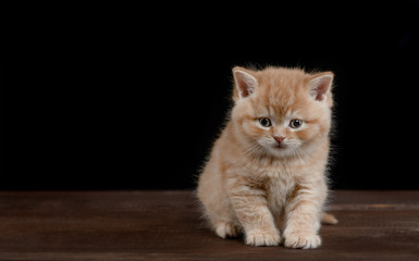 Sad ginger kitten sits in front view and looks at camera on dark background. Empty space for text