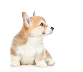 Cute Pembroke Welsh Corgi puppy sits in profile and looks away. isolated on white background