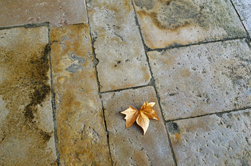 Dry maple leaf on the stone floor
