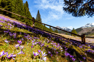 pola krokusów, wiosna, zakopane