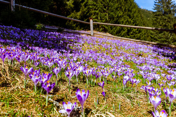 pola krokusów, wiosna, zakopane © Tomasz
