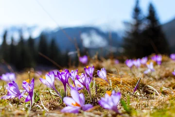 Stoff pro Meter pola krokusów, wiosna, zakopane © Tomasz
