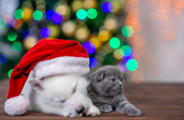 Sleepy husky puppy wearing a red santa hat lies with gray kitten on a background of the Christmas tree
