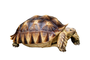 Turtle isolated on white background with clipping path.