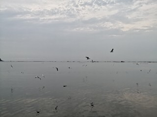 silent sea, mangrove forest in rainy sky