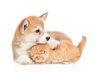 Pembroke welsh corgi puppy embracing tiny kitten. isolated on white background