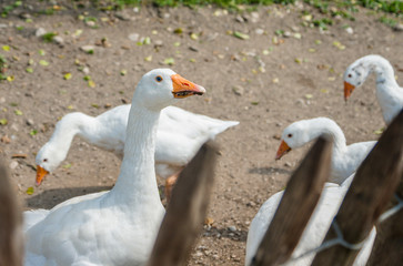 Gänse © Matthias