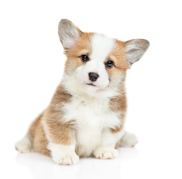 Cute Pembroke Welsh Corgi puppy sits looks at camera. isolated on white background