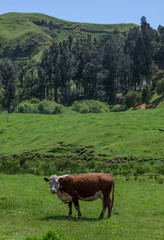 Fototapeta na wymiar Coromandel New Zealand. Hahei. Hills