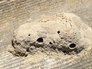 Nests of clay belonging wasp