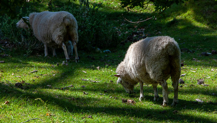 Obraz na płótnie Canvas Tauranga New Zealand. Mount Maunganui. Sheep.