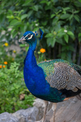 Pfau