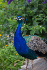 Pfau
