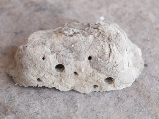 Nests of clay belonging wasp