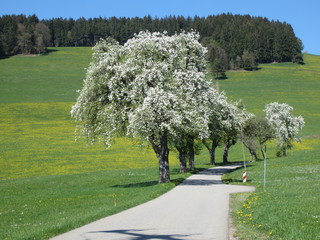 Fr&uuml;hling im Schwarzwald