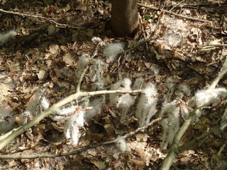 Kampinoski Park Narodowy
