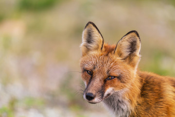 Fox
