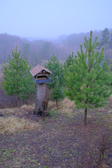 A large bird feeder and squirrels in the forest in late autumn.