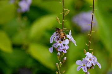 bee on a flower