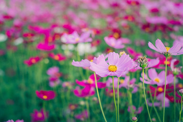 Obraz na płótnie Canvas Cosmos sulphureus, Mexican Aster,Beautiful garden landscape, colorful blooming flowers,Pink flower