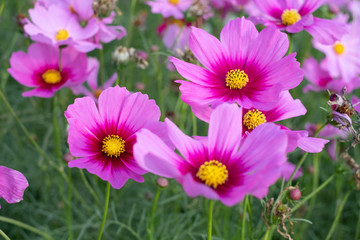 Cosmos sulphureus, Mexican Aster,Beautiful garden landscape, colorful blooming flowers,Pink flower