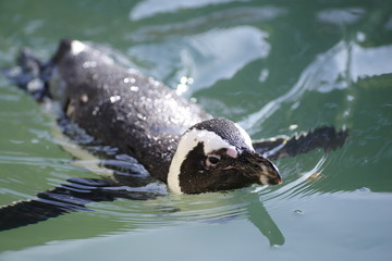 Naklejka premium 泳ぐペンギン