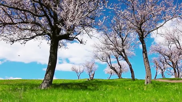 spring landscape. flowering trees.