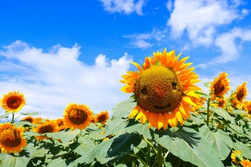 Obraz premium sunflowers in the field